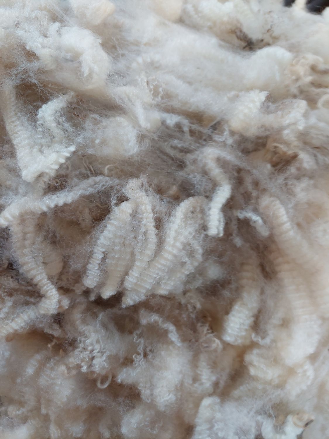 Pure Finn lamb. Tag Blue 107.