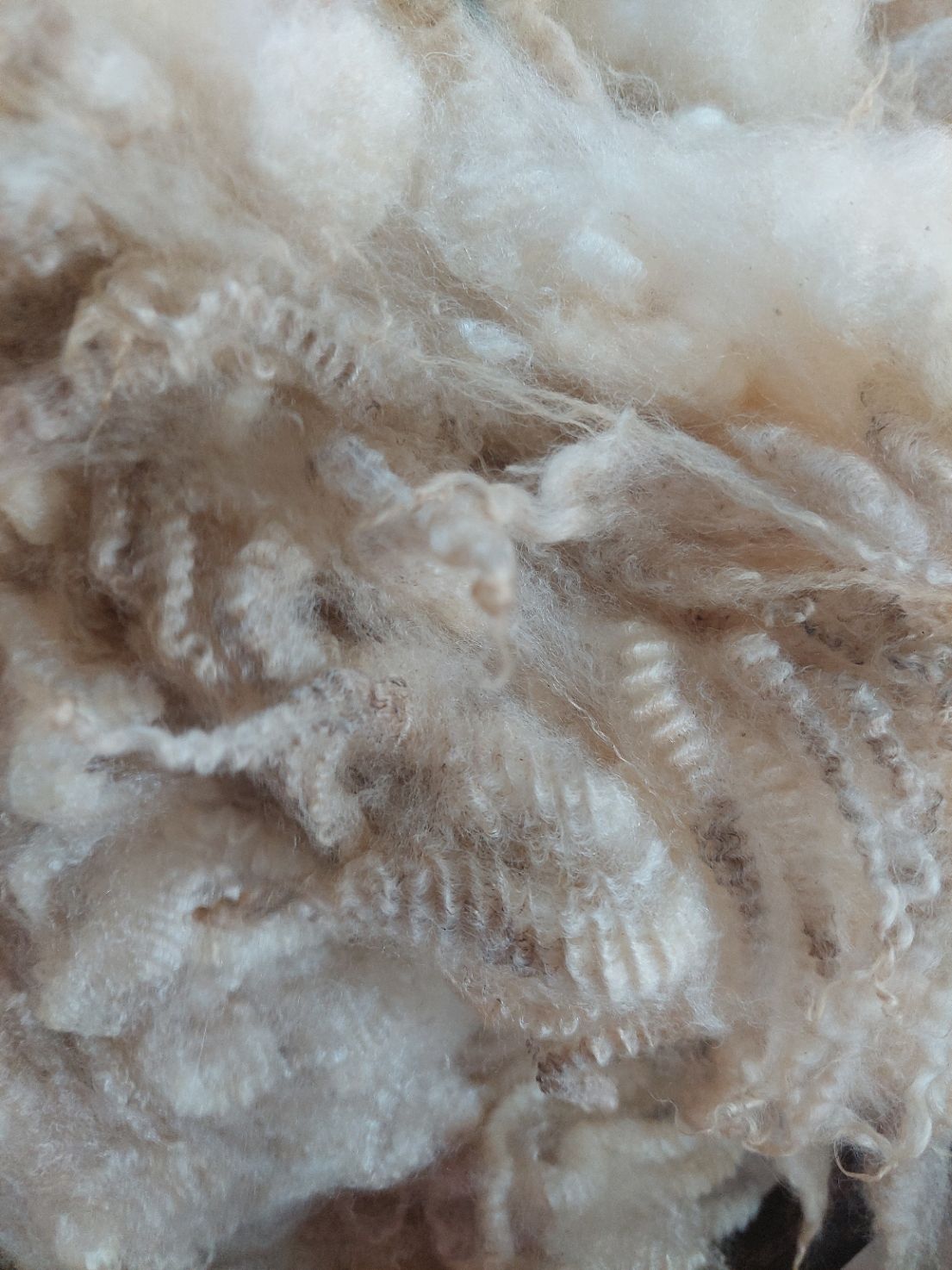 Pure Finn Lmab. Tag Blue 103