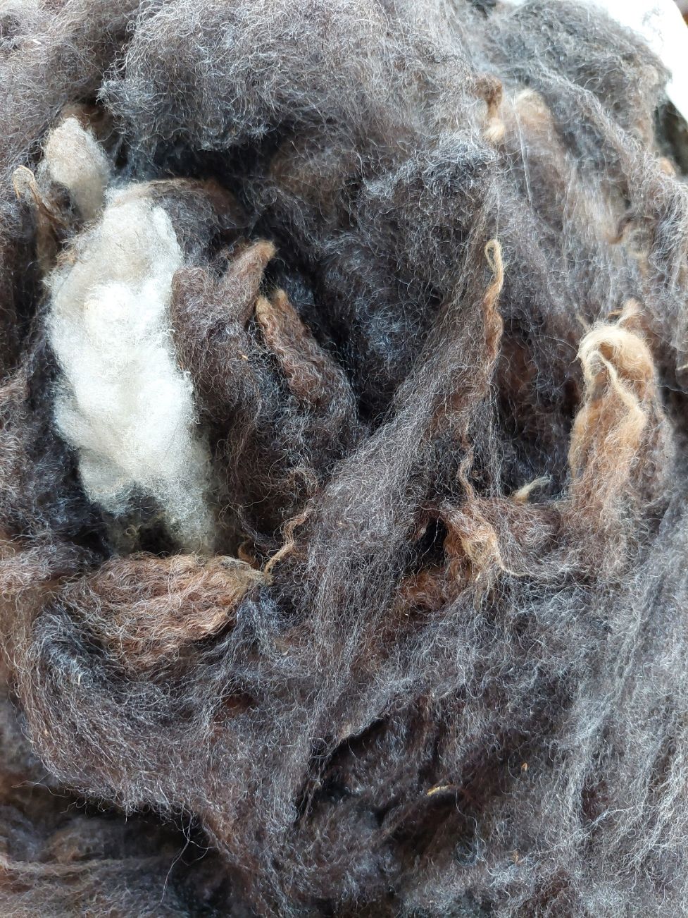 Finn. Corriedsle. Tag White 85,