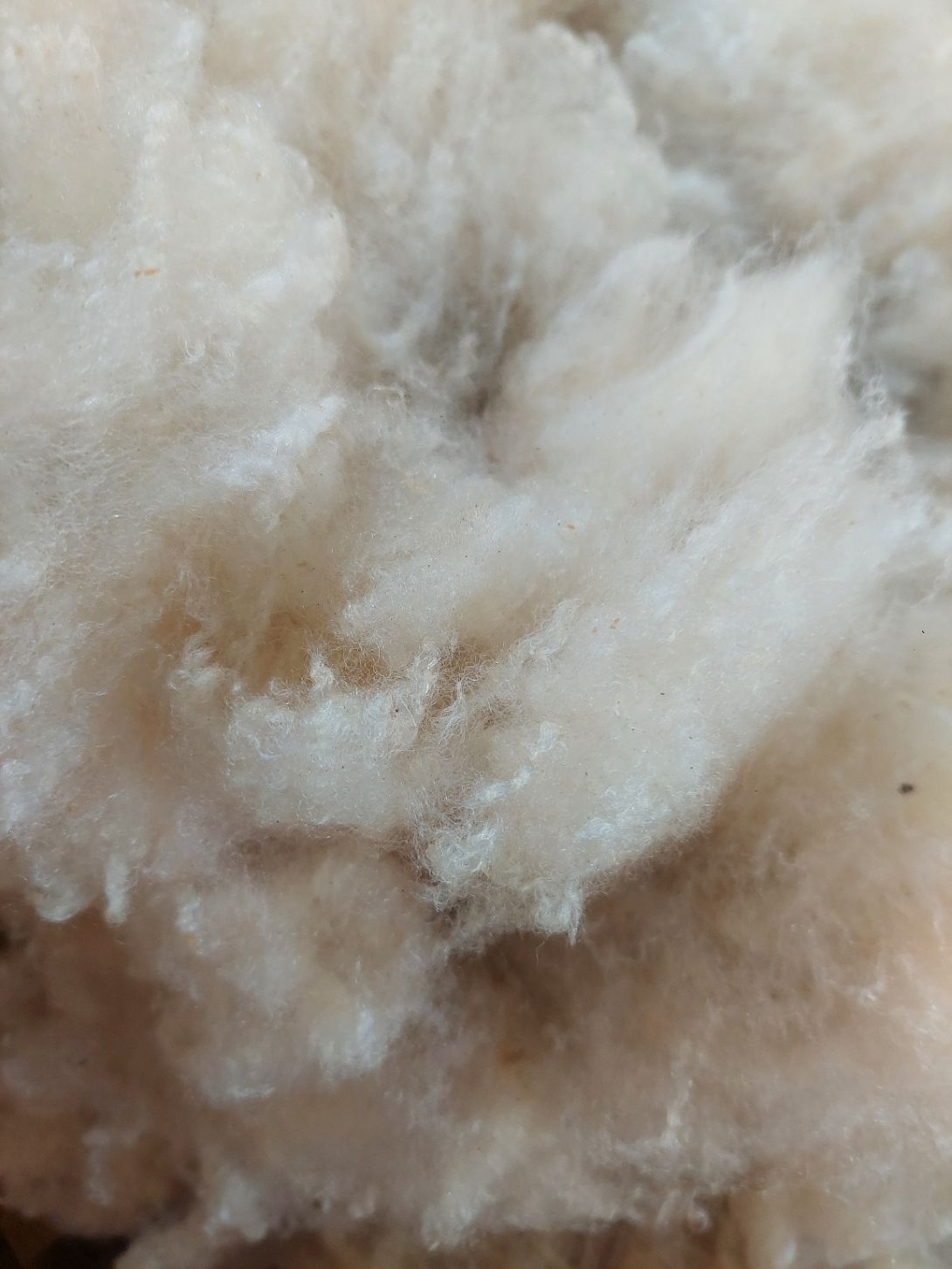 Pure Finn. Tag Blue 123