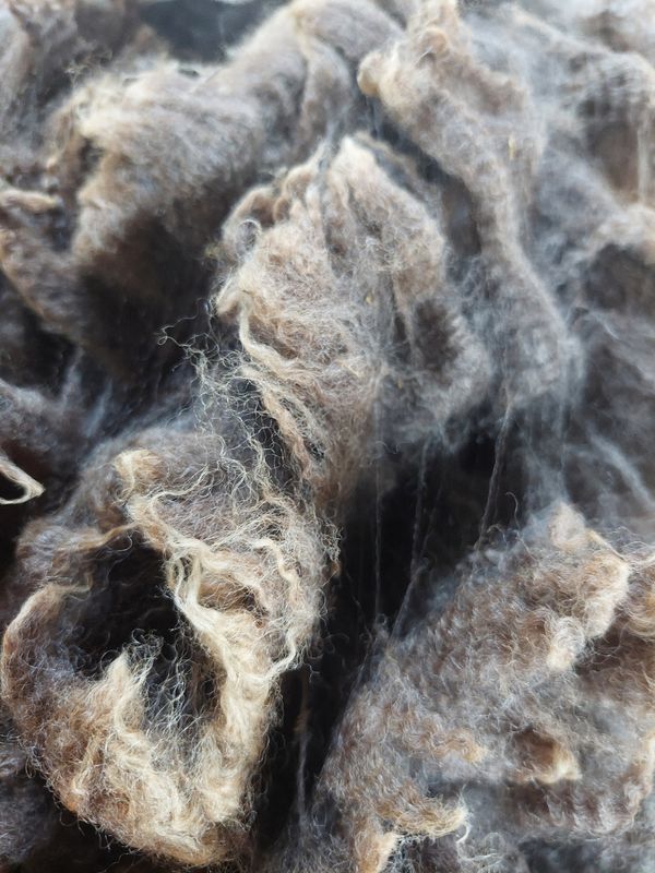 Finn/Corriedale. Tag Red 36.