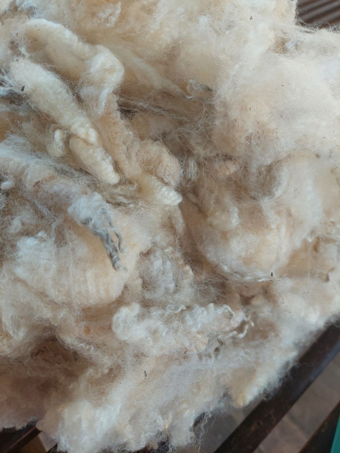 Pure Finn. Tag Purple 26.