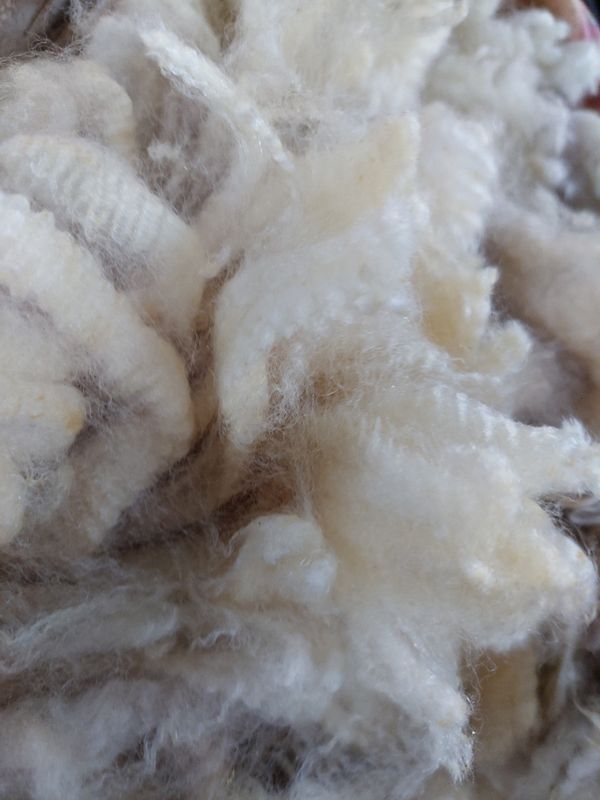 Pure Finn. Tag Purple 15.