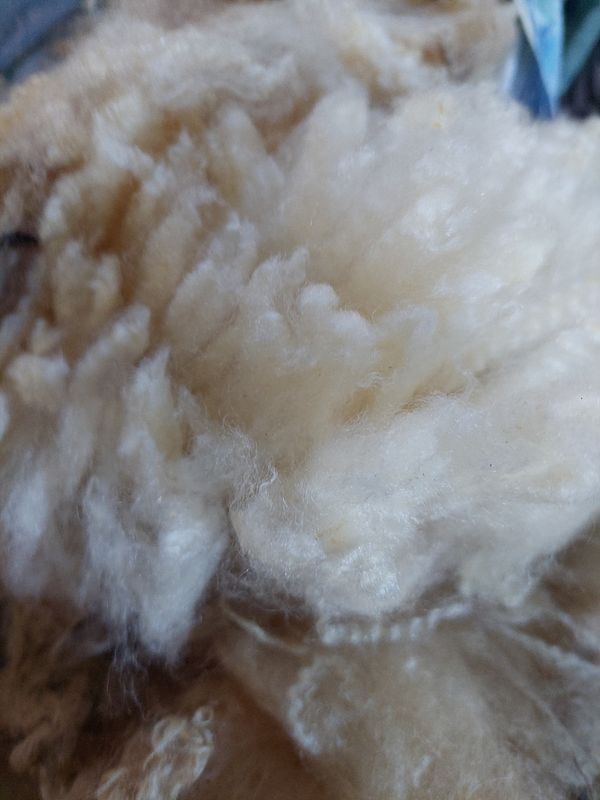 Pure Finn. Tag Blue 108.