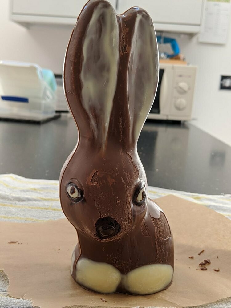Chocolate Easter Bunny (20.5cm high)