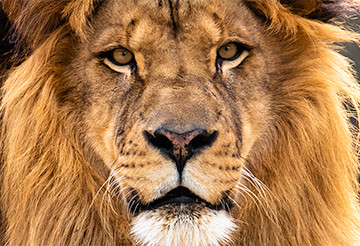 Lion Face