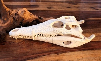 JUVENILE NILE CROCODILE SKULL Med : 25cm - 27cm