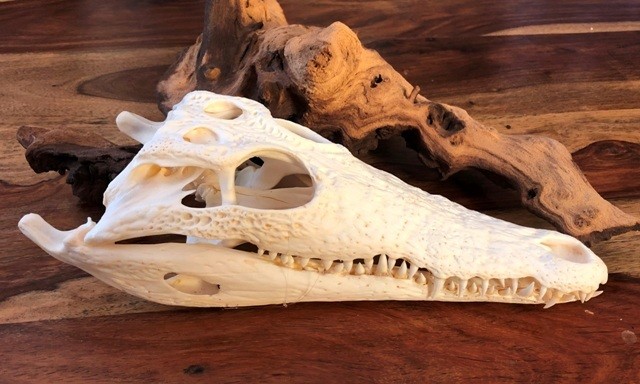 JUVENILE CROCODILE SKULL SM : 20cm - 25cm