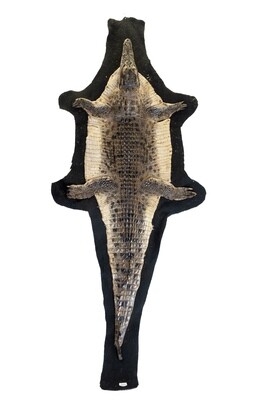 NILE CROCODILE FLAT SKIN ON VELT