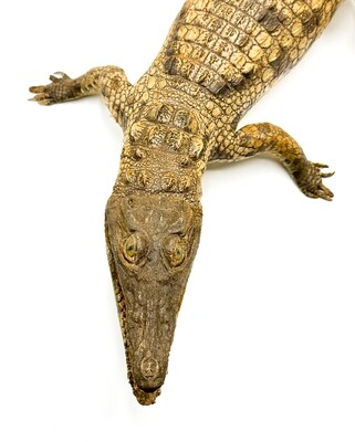 NILE CROCODILE FULL BODY MOUNT - LARGE