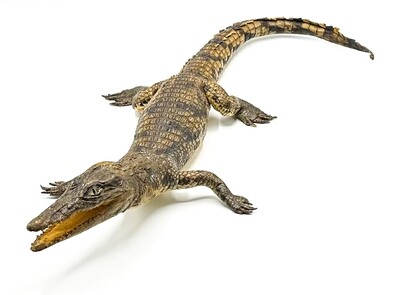 NILE CROCODILE FULL BODY MOUNT - LARGE