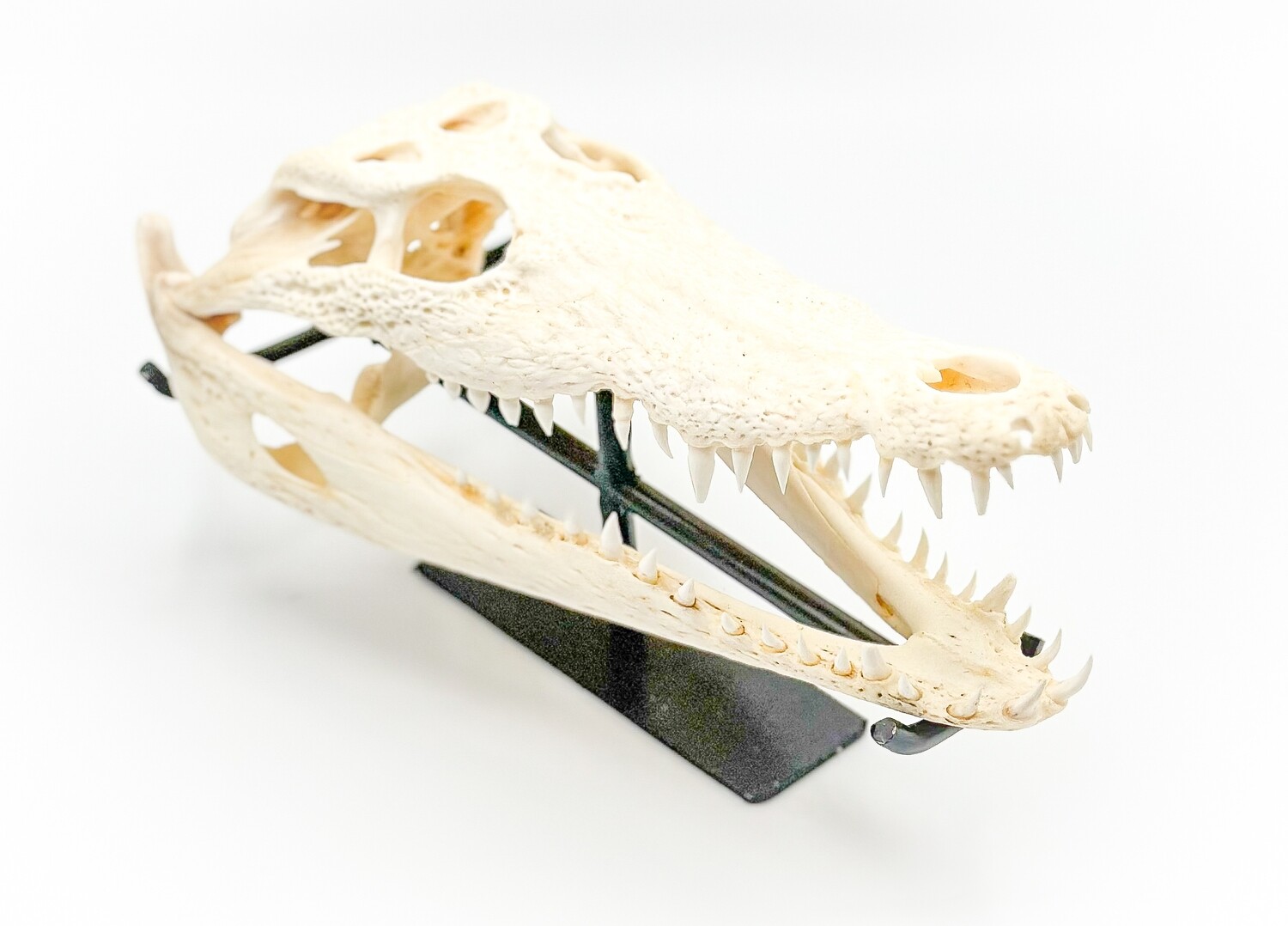 NILE CROCODILE SKULL ON STAND - JUVENILE (28cm)