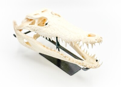 NILE CROCODILE SKULL ON STAND - JUVENILE (28cm)