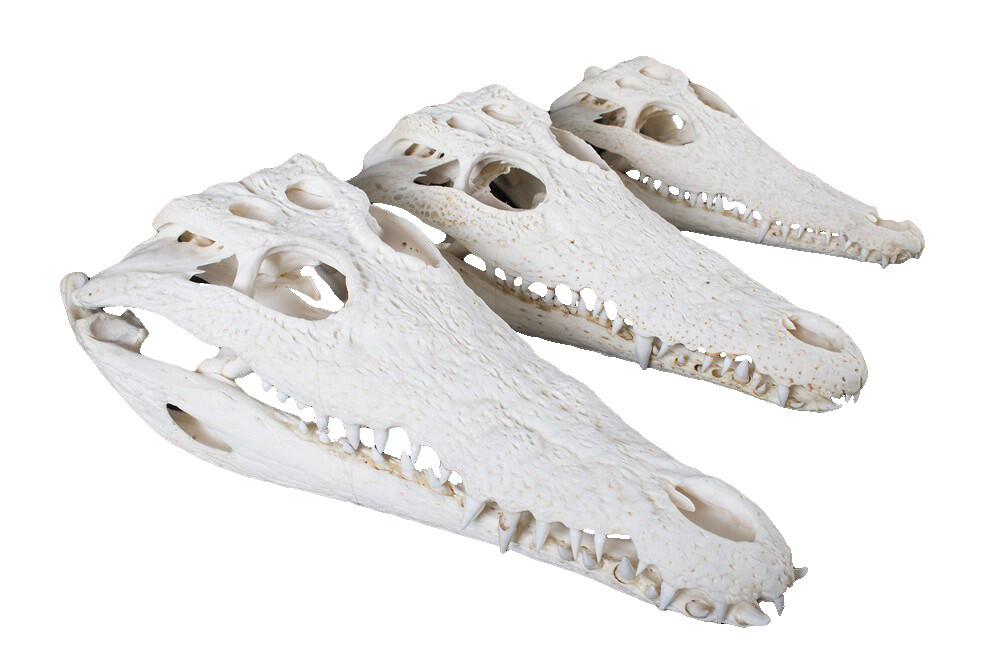 JUVENILE CROCODILE SKULL : 15cm - 28cm