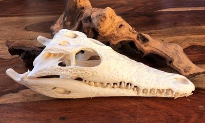 JUVENILE CROCODILE SKULL SM : 20cm - 24cm