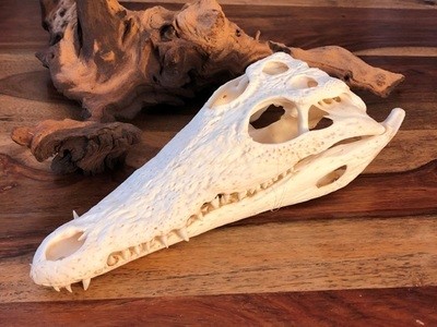 JUVENILE CROCODILE SKULL SM : 20cm - 24cm