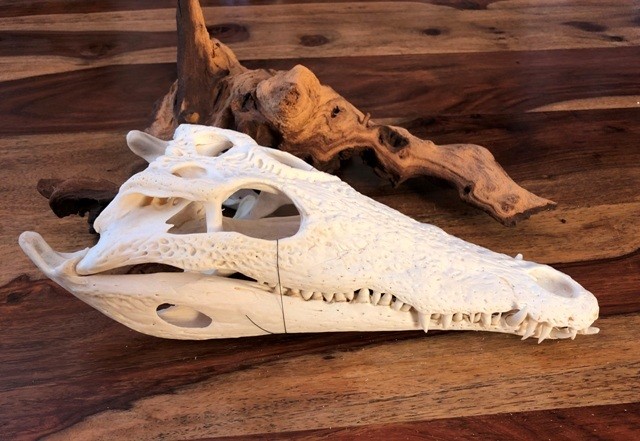 JUVENILE NILE CROCODILE SKULL  LARGE : 28 - 30cm