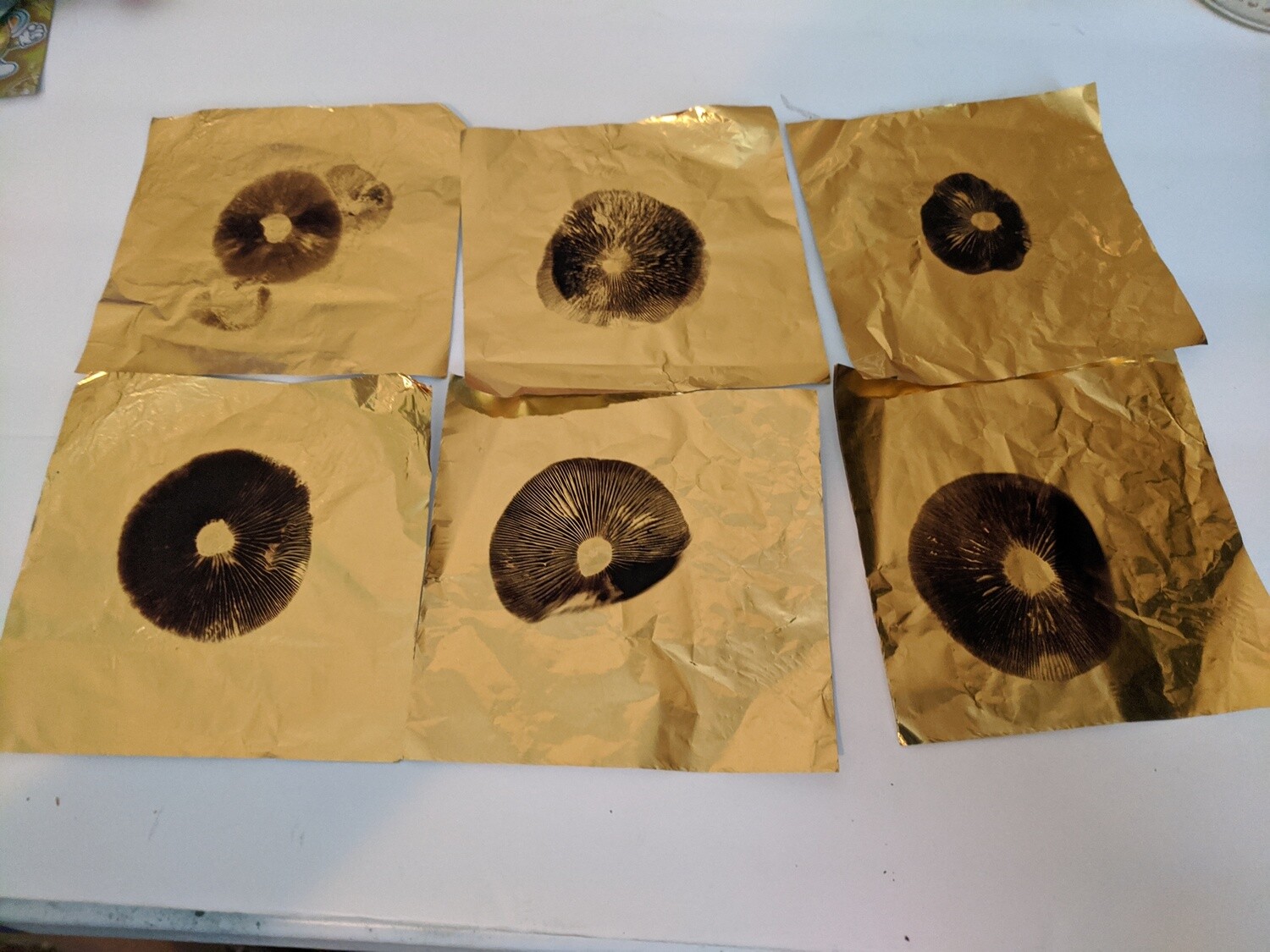 One Spore Print