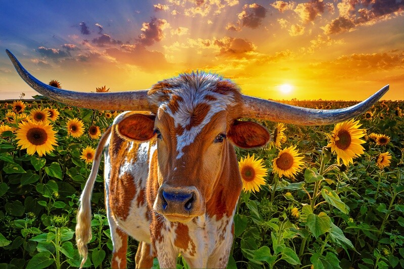Longhorn in Sunflowers