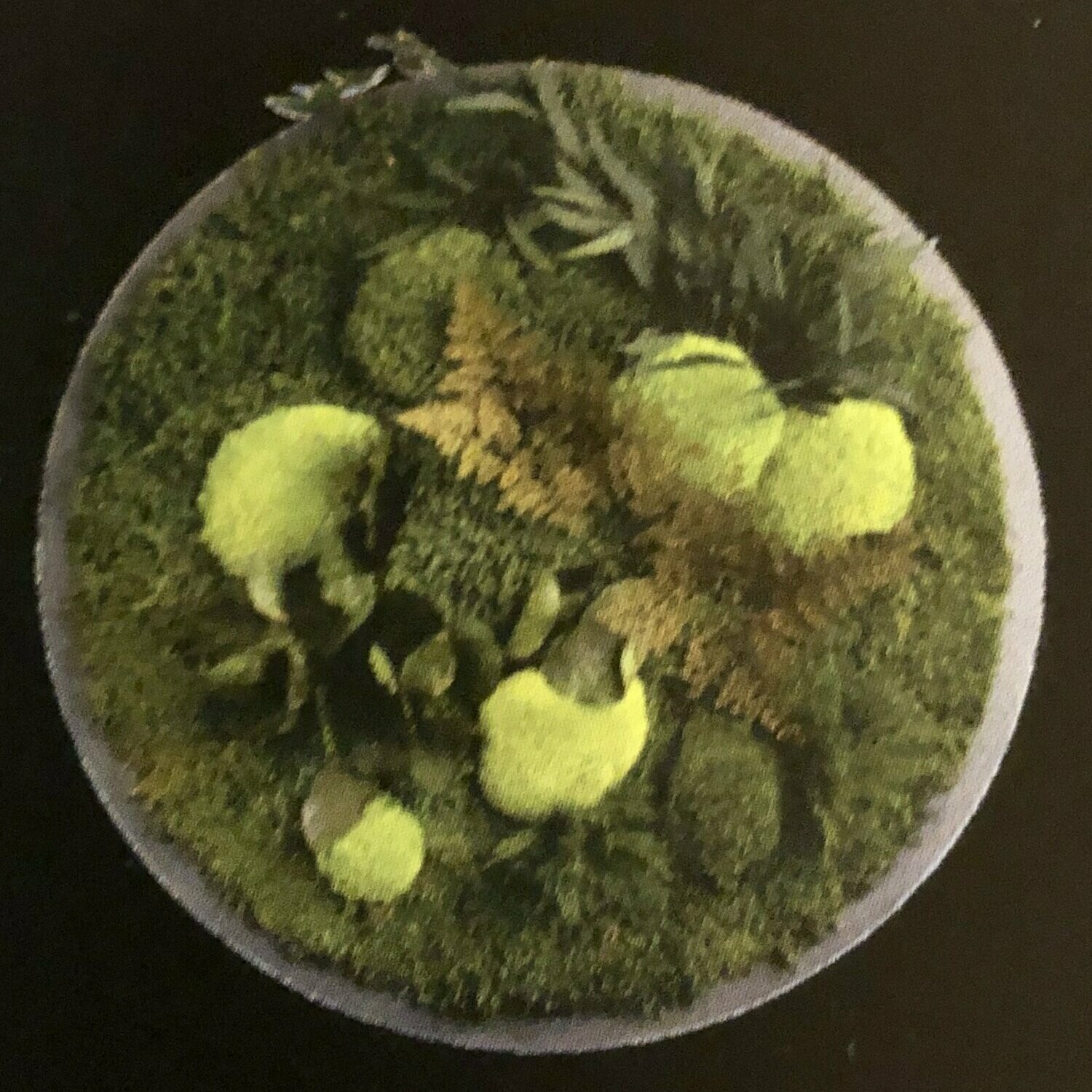 Pflanzenmoos 70cm