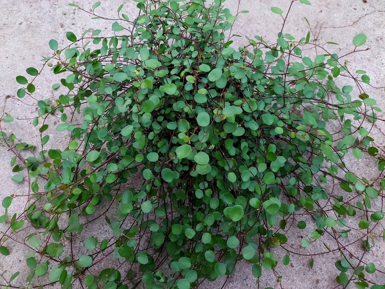 Muehlenbeckia