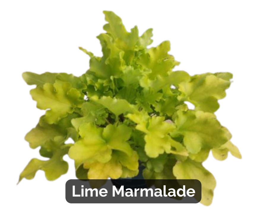 Heuchera &#39;Lime Marmalade&#39;