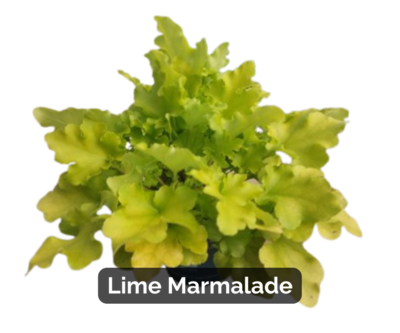 Heuchera &#39;Lime Marmalade&#39;