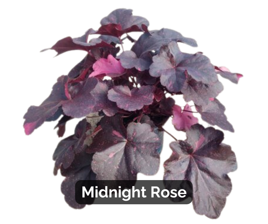 Heuchera &#39;Midnight Rose&#39;