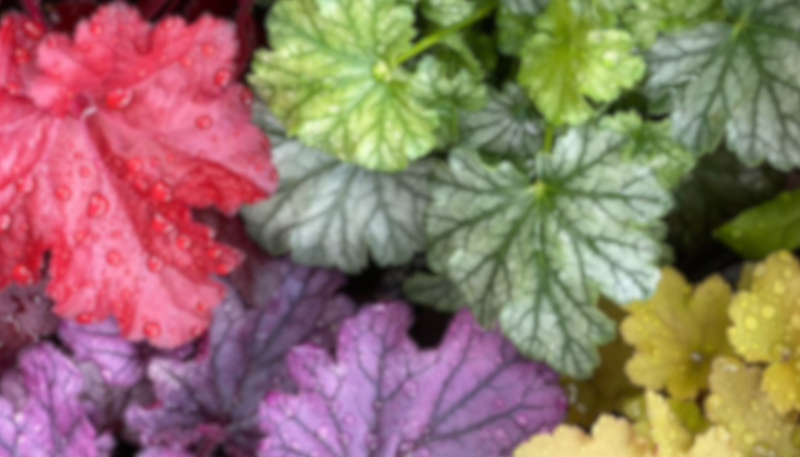 Herbst