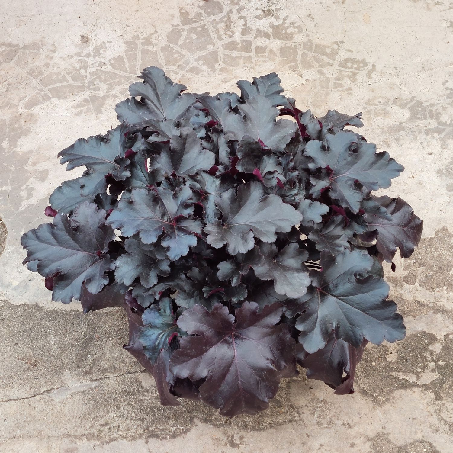 Heuchera &#39;Black Pearl&#39;