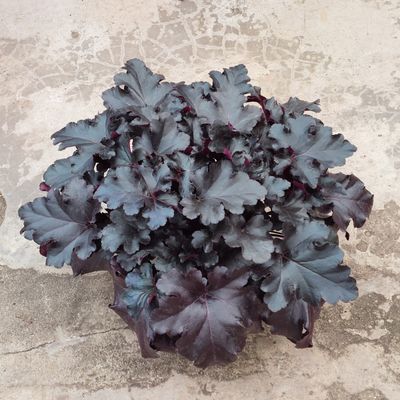 Heuchera &#39;Black Pearl&#39;