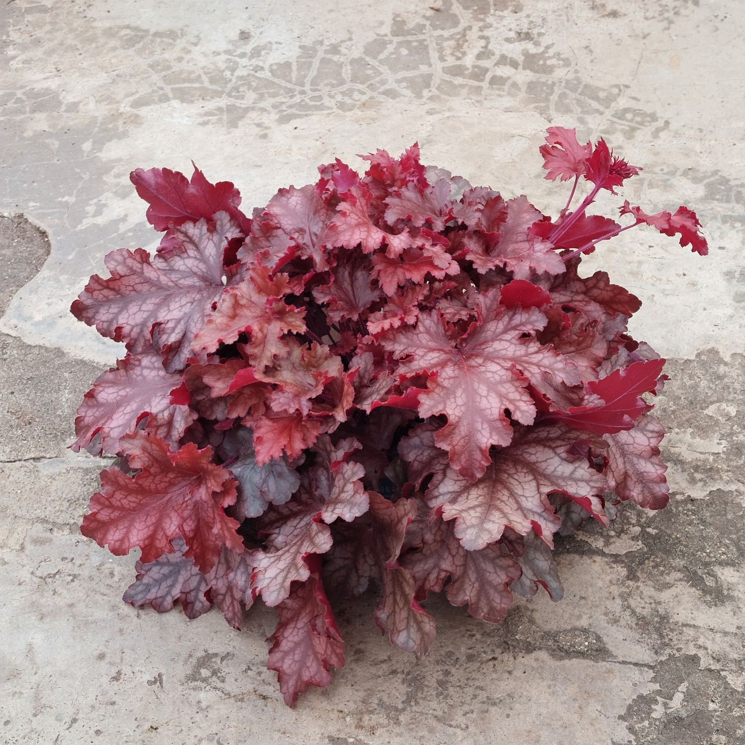 Heuchera &#39;Chateau Rouge&#39;