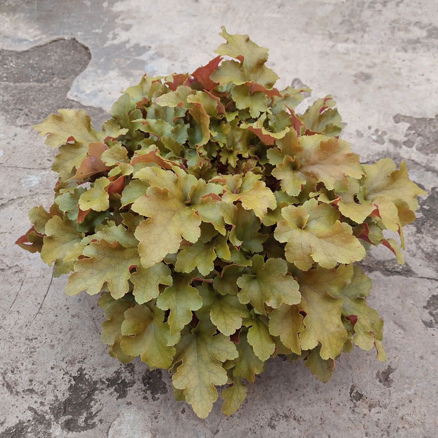 Heuchera &#39;Marmalade&#39;