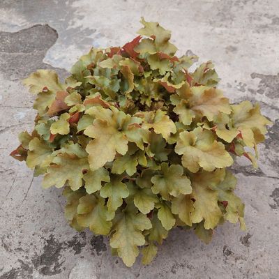 Heuchera &#39;Marmalade&#39;