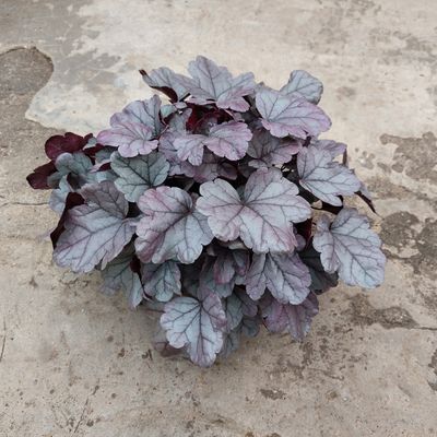 Heuchera &#39;Silver Gumdrop&#39;