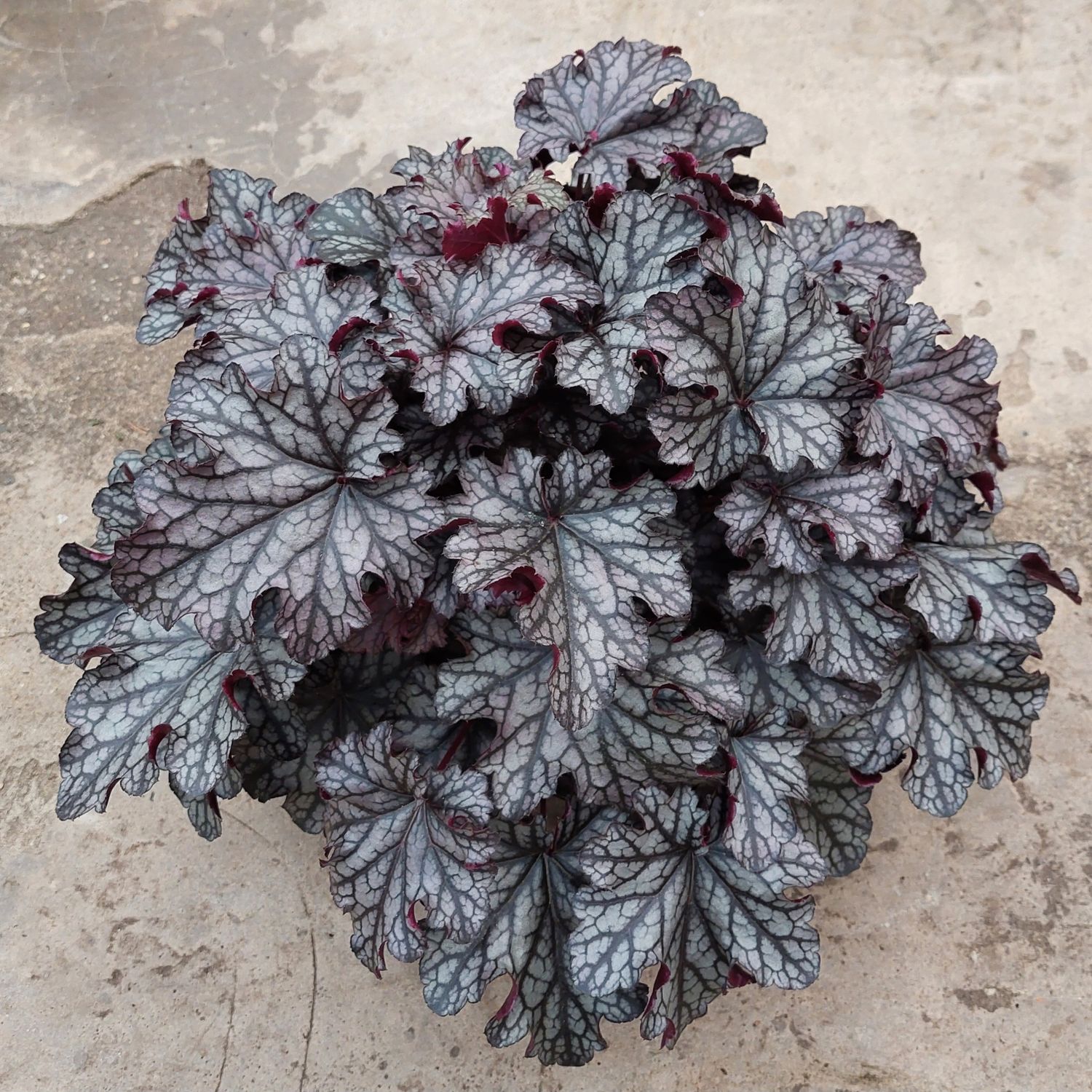 Heuchera &#39;Blackberry Jam&#39;