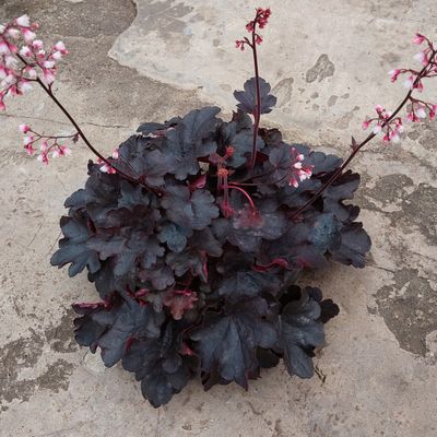 Heuchera &#39;Starry Night&#39;