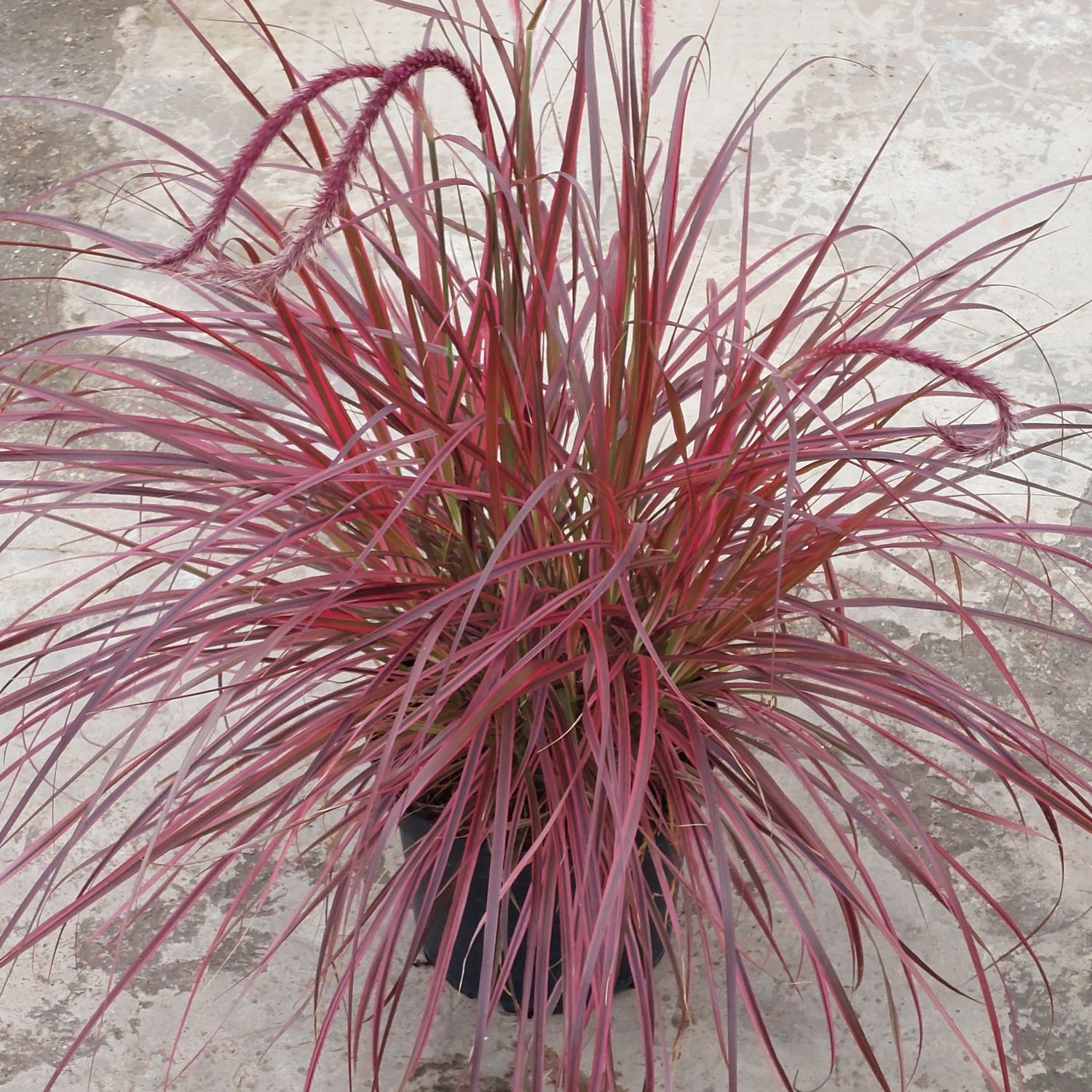 Rotes Lampenputzergras &#39;Fireworks&#39;