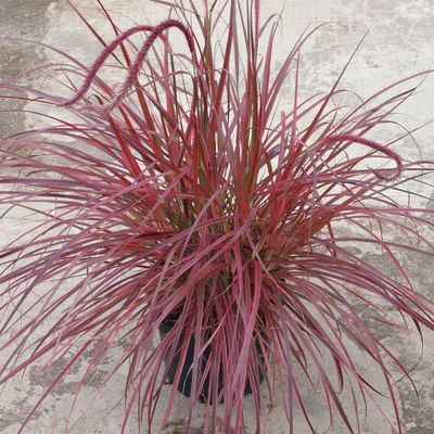 Rotes Lampenputzergras &#39;Fireworks&#39;