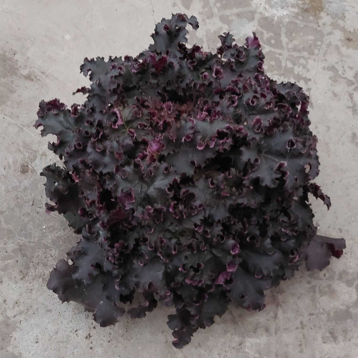 Heuchera &#39;Purple Petticoats&#39;