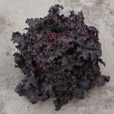 Heuchera &#39;Purple Petticoats&#39;