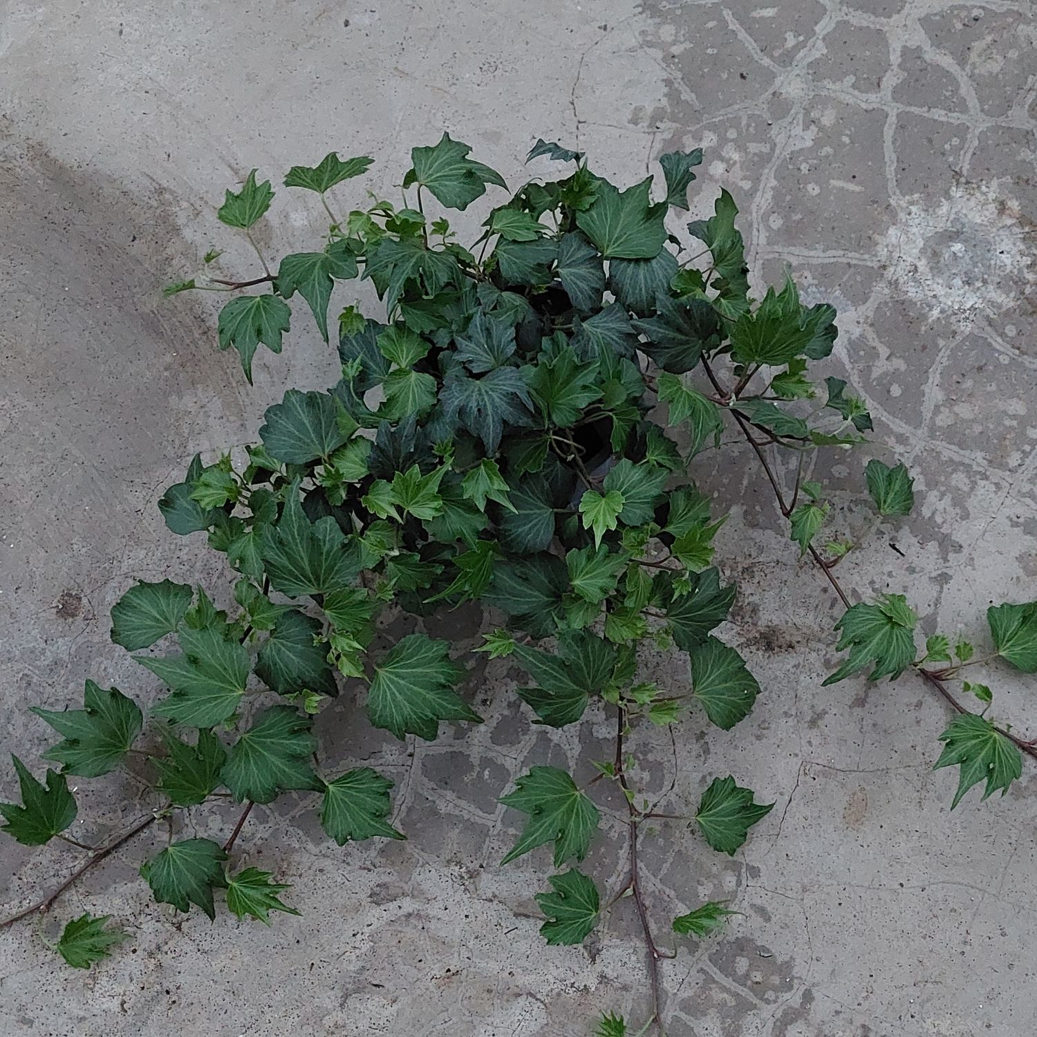 Efeu &#39;Fanette&#39;