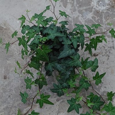 Efeu &#39;Kreuz&#39;