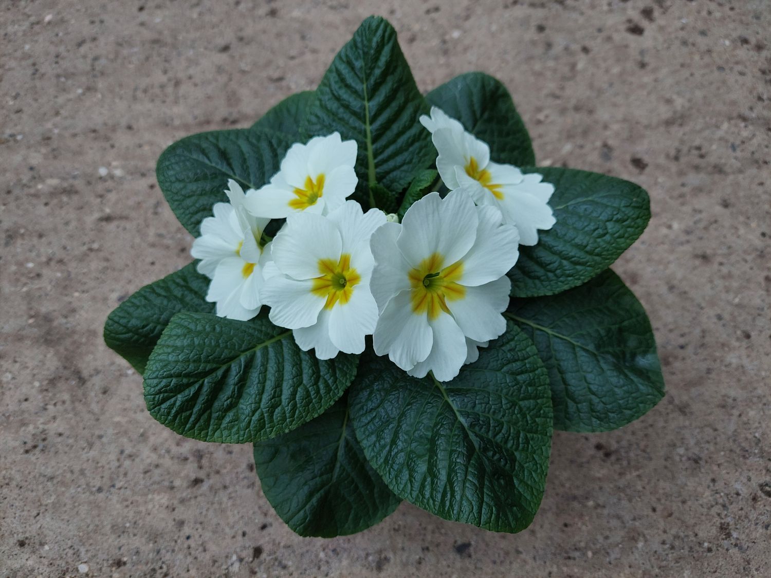 Primel fruelo® Grünweiß