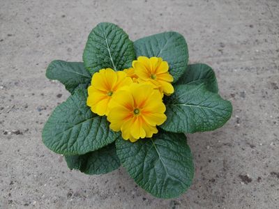 Primel fruelo® Gelb