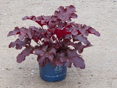 Heuchera &#39;Red Fury&#39;