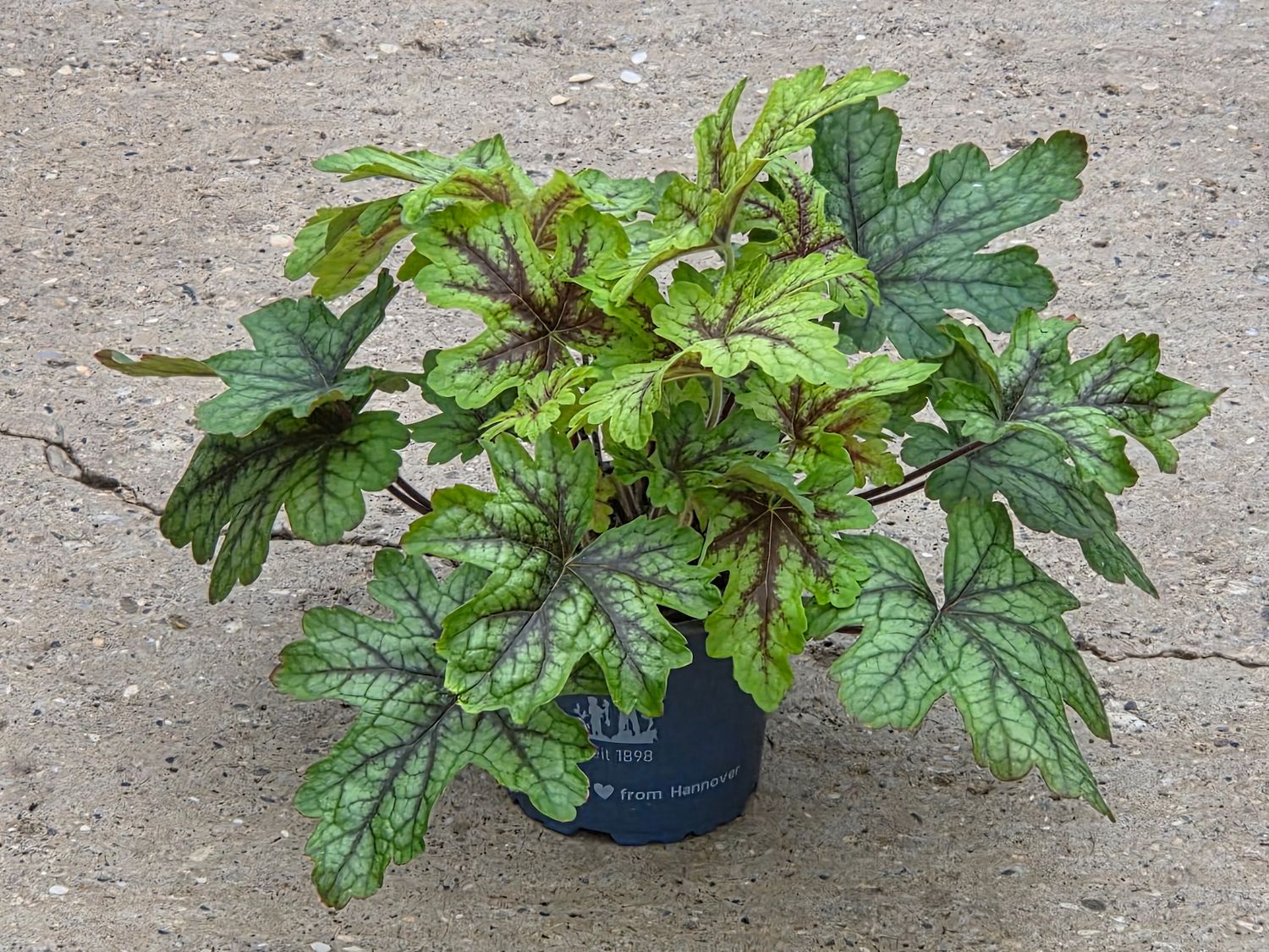 Heuchera &#39;Alabama Sunrise&#39;