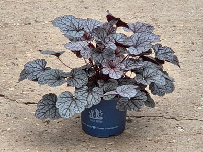 Heuchera &#39;Sugar Frosting&#39;