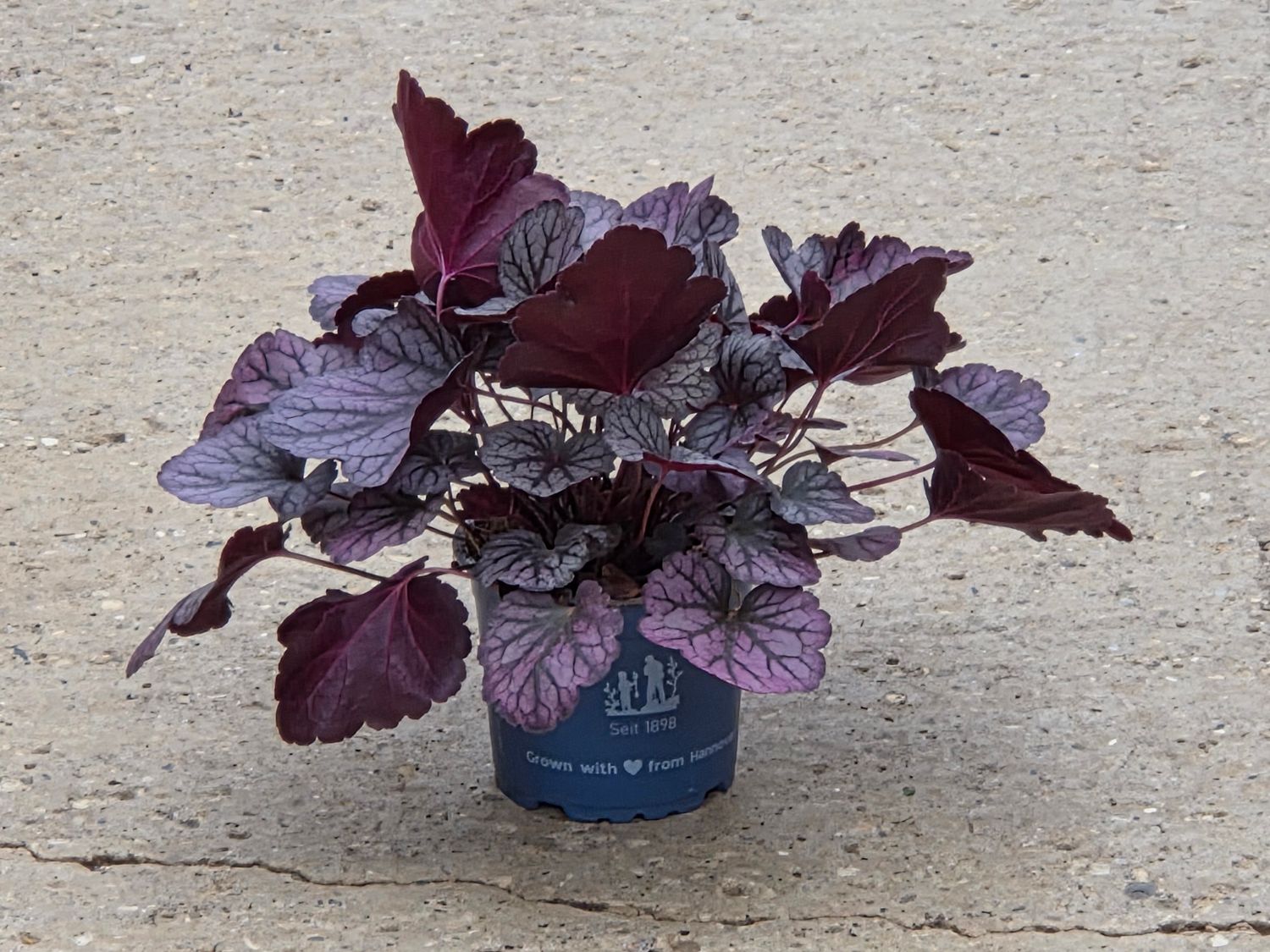 Heuchera &#39;Silver Lord&#39;