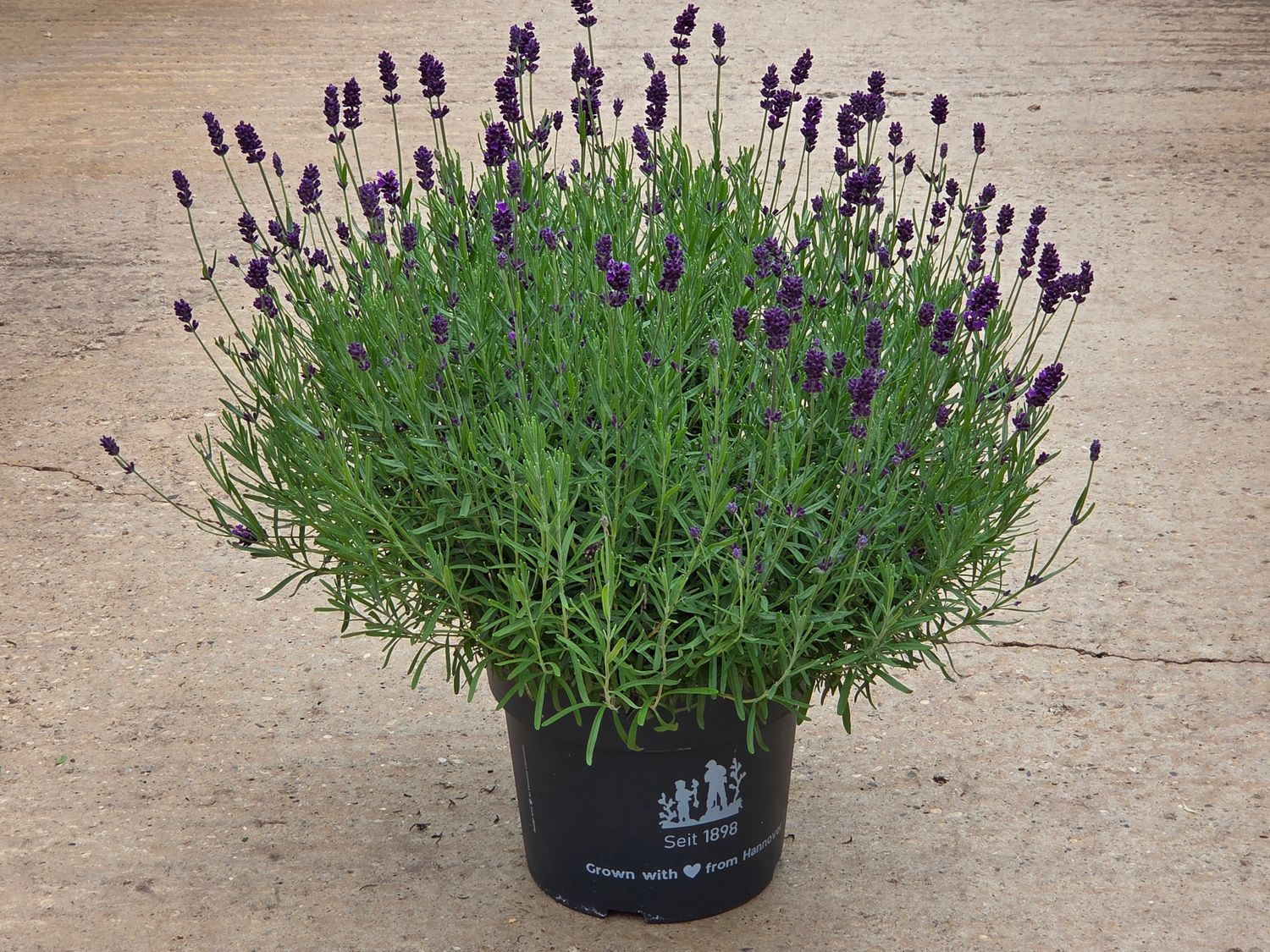 Lavendel &#39;Valence Dark Violet&#39;